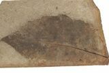 Fossil Leaf (Fagus) - McAbee, BC #226104-1